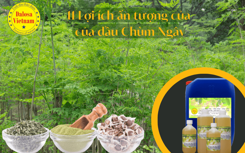 11-loi-ich-cua-dau-chum-ngay-moringa-oil