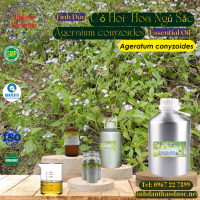 tinh-dau-co-hoi-hoa-ngu-sac-ageratum-conyzoides-essential-oil-1-lit - ảnh nhỏ  1